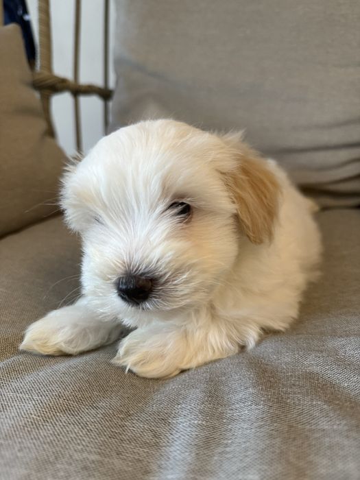 Pui metis bichon havanez x maltez