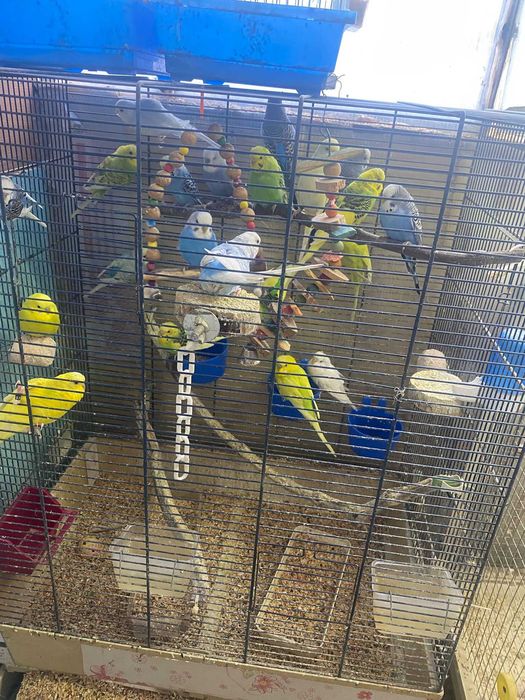 Vand perusi si zebre