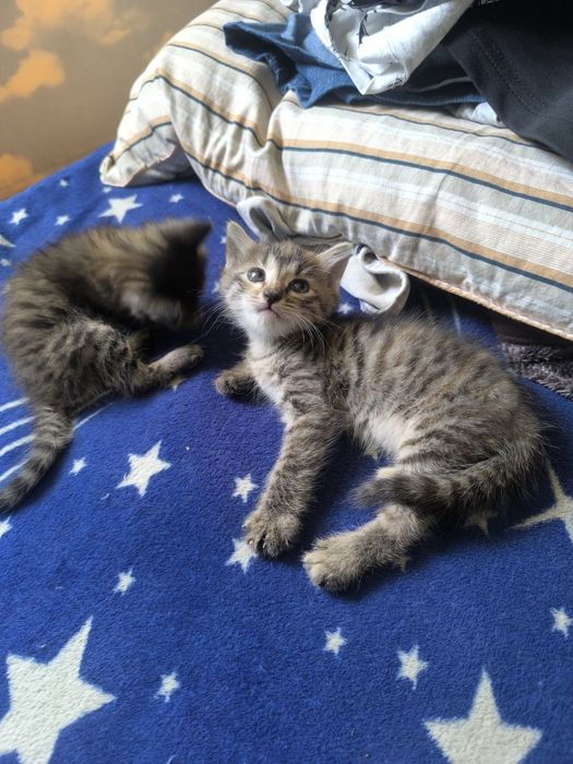 Котята. Бесплатно.