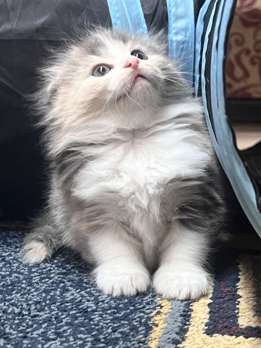 Шотландские вислоухие котята