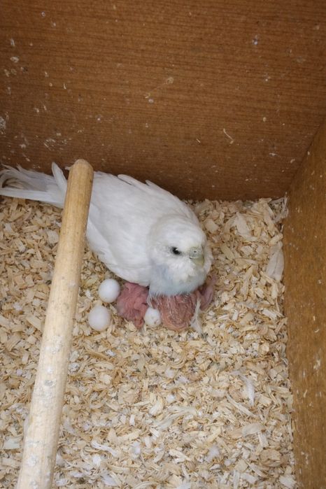 Вълнисти Папагали