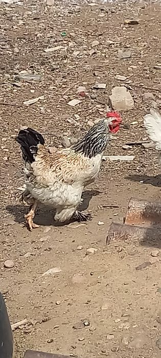 Продам петуха и 2 кур семья