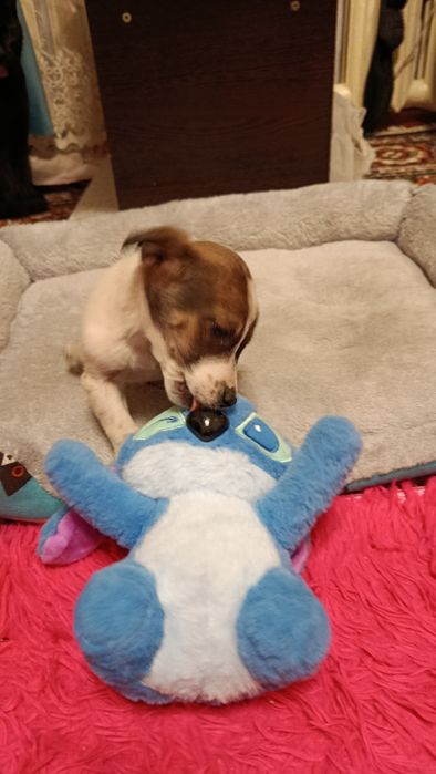 Щенки в добрые руки