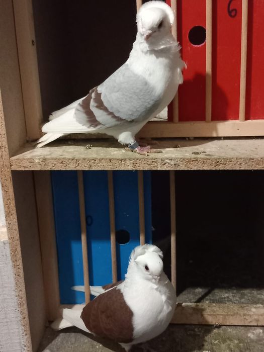 Porumbei pescarusi germani de calitate 200 roni perechea