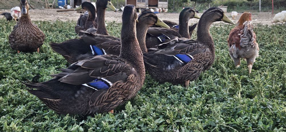 Raţoi rouen disponibili