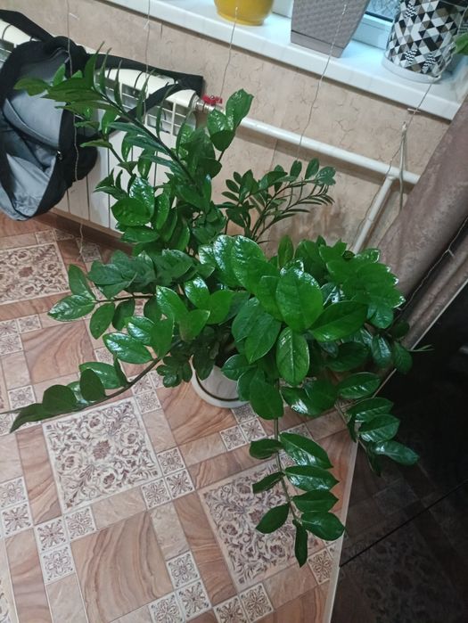 Замиокулькас. Долларовое дерево. 120 см