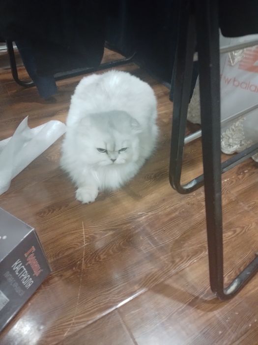 Персидская кошка девочка