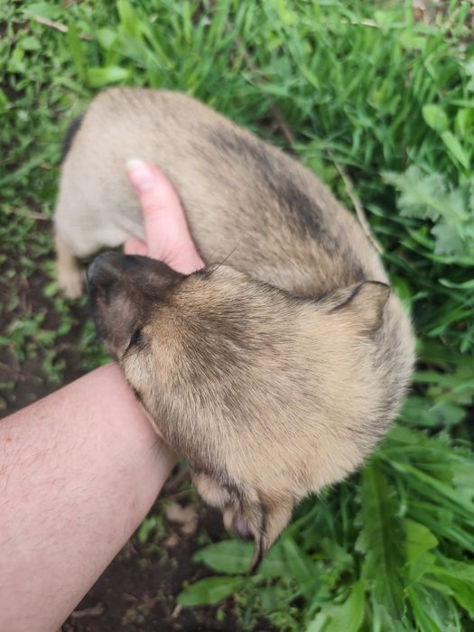Щенок девочка ищет себе семью