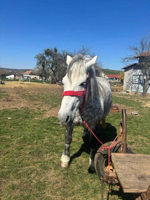 De vânzare  iapă gestantă