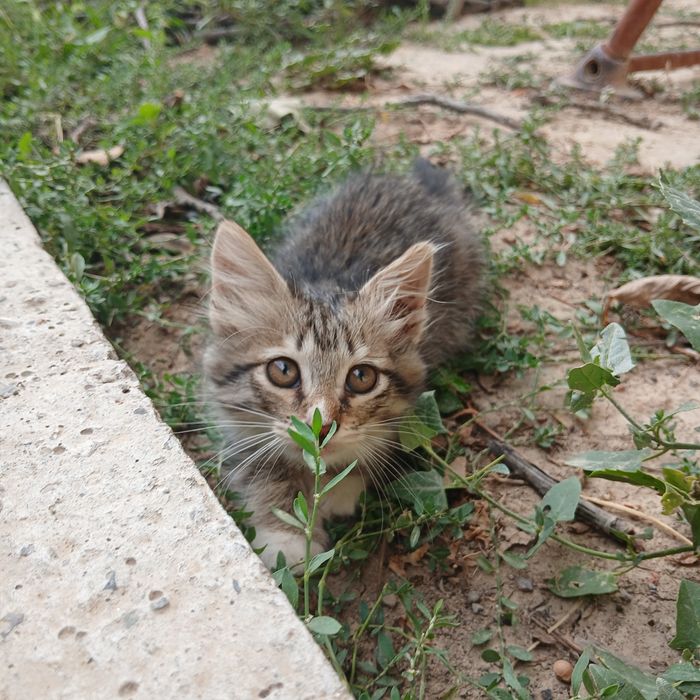 котята, отдам даром