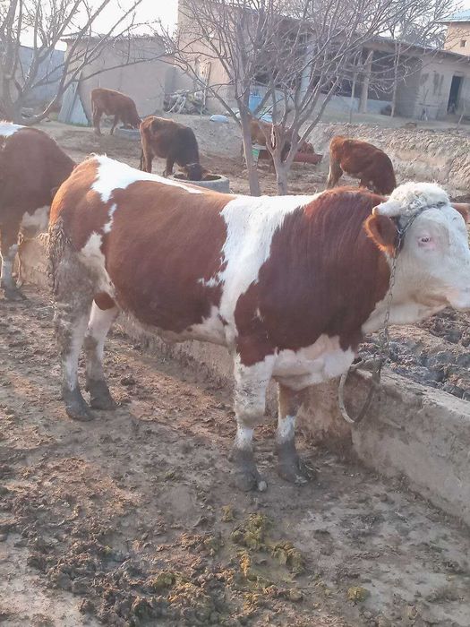 buqa smental sotiladi