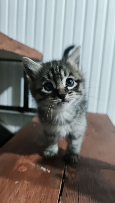 кошка сеаский парода мама