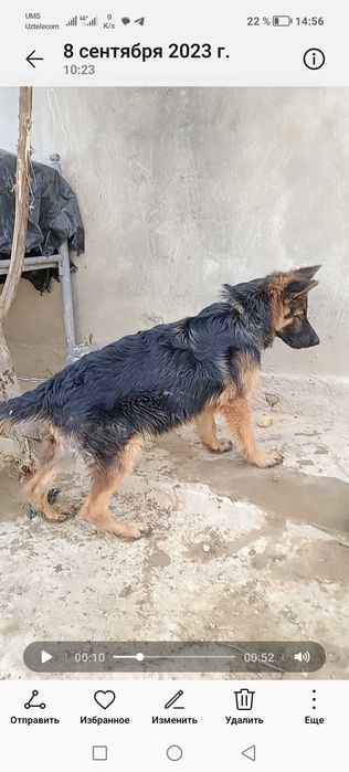 Немецкая овчарка длинношерстная 7 месяцев Сучка