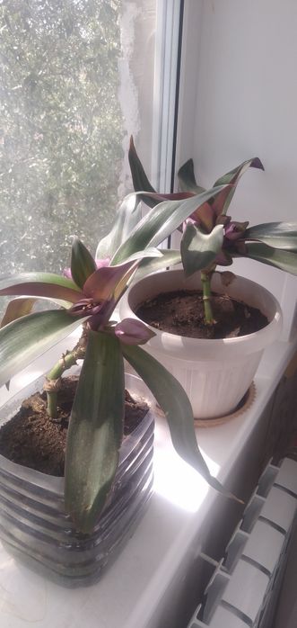 Продам комнатные растения