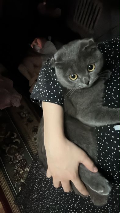 Ищем кота для вязки