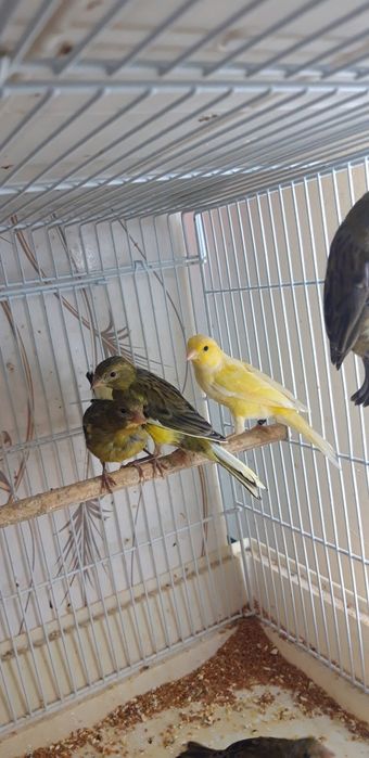Канареек разных окрасов