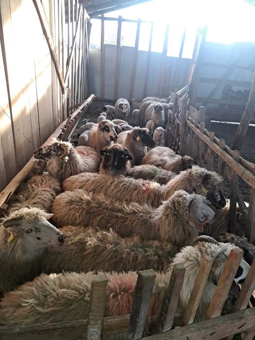 Vând 30 de oi cu tot cu miei