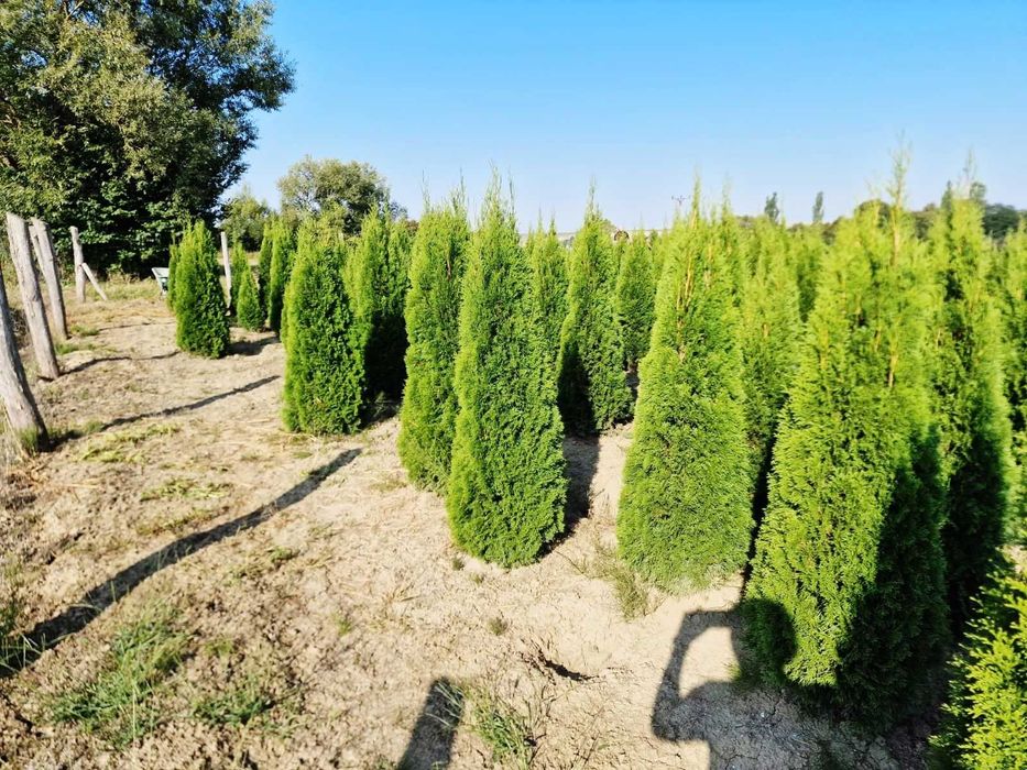 Tuia Smaragd calitate extra