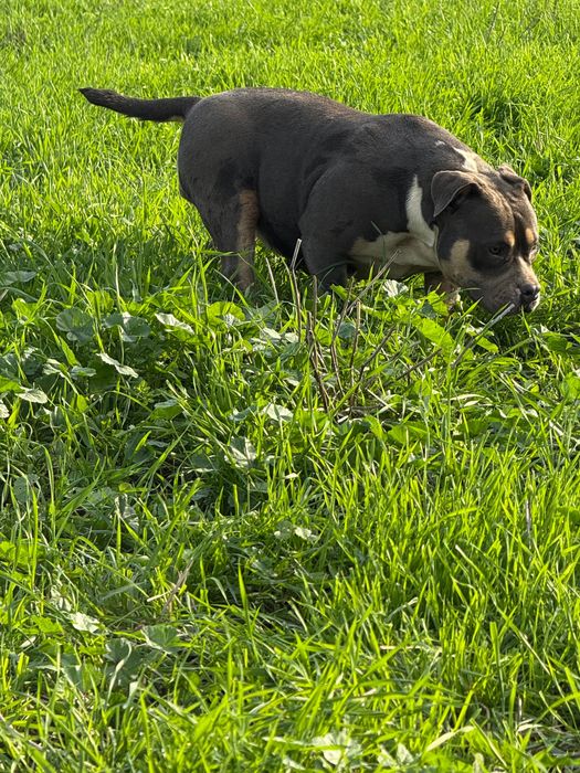 Американско були ТОП