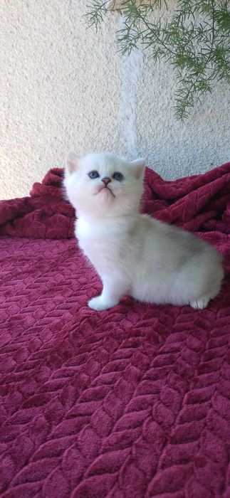 Pui pisica british shorthair chinchila silver rasa pura