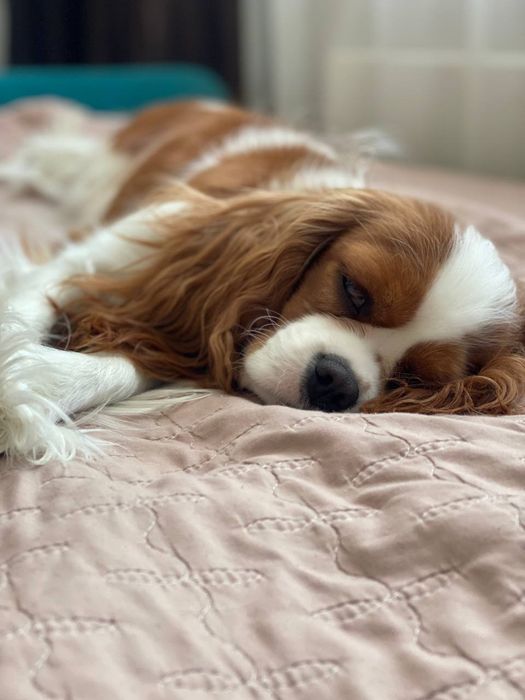 Продам девочку Кавалер Чаленкс