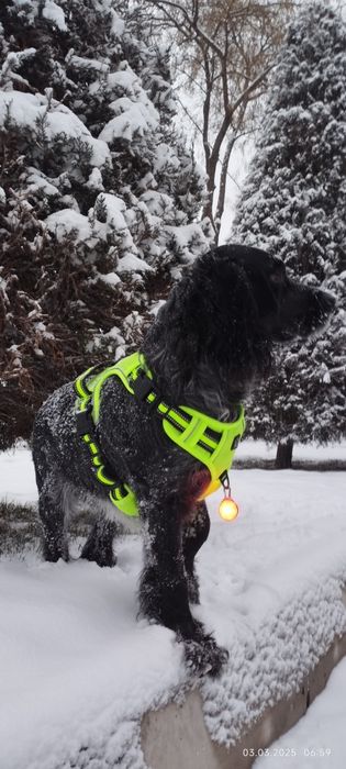 КОБЕЛЬ ДЛЯ ВЯЗКИ. НЕ ЩЕНКИ. Ищем подругу для Русского спаниеля.