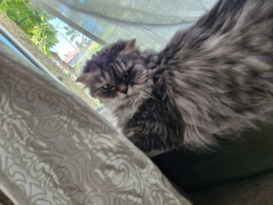 Котка домашен любимец