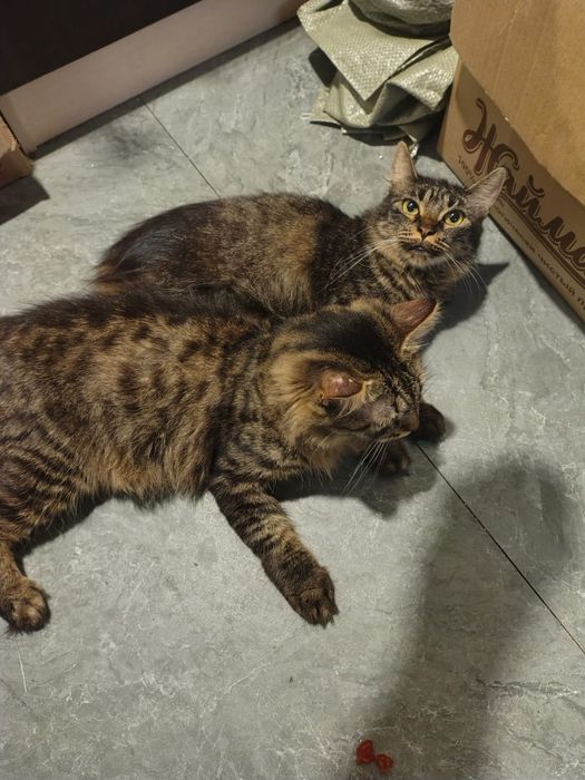 Отдам полумейнкунов