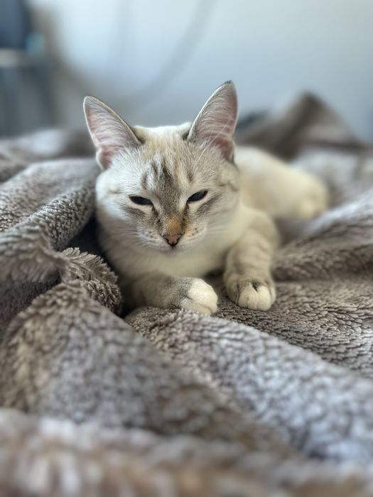 Отдадим прекрасную кошечку