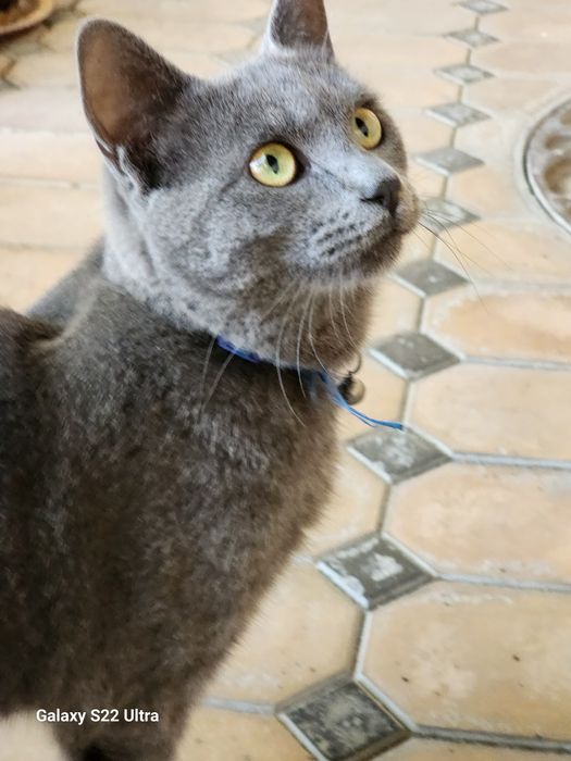 Продаеться пародистая кошка 1 годик, активный