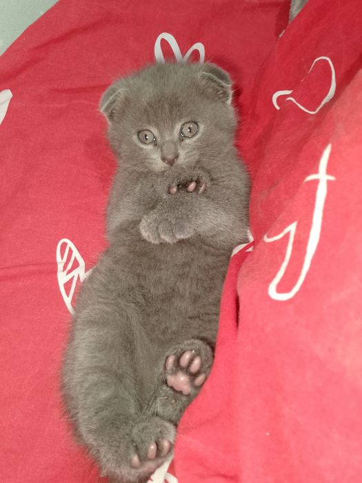 Породистый котёнок