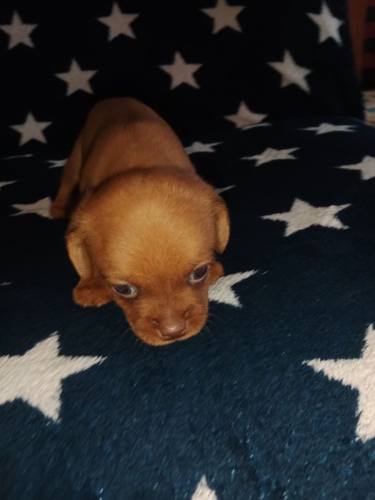 Срочно продам щенков!