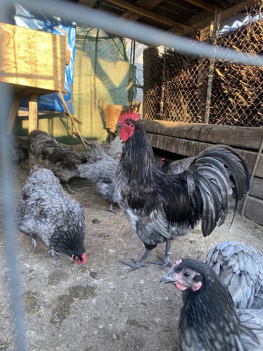 Oua Australorp incubat