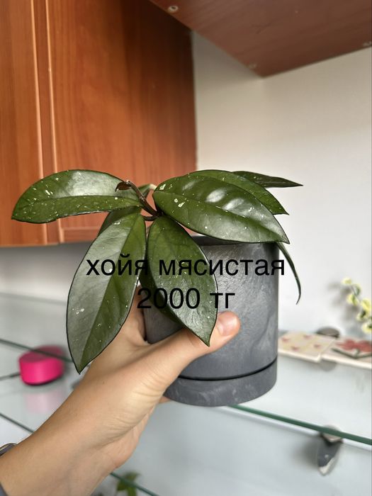Комнатные растения