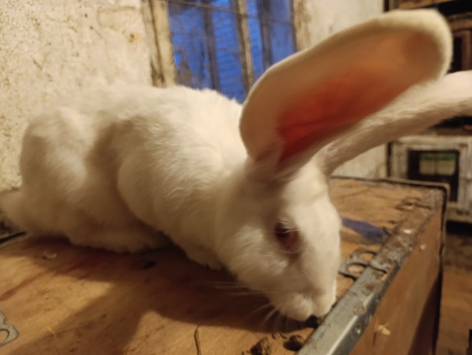 Продам самца белого фландера