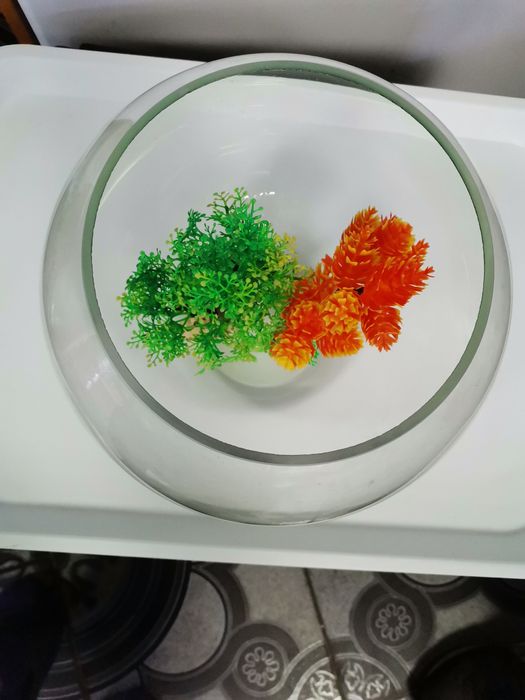 Acvariu bol pentru pești / creveți