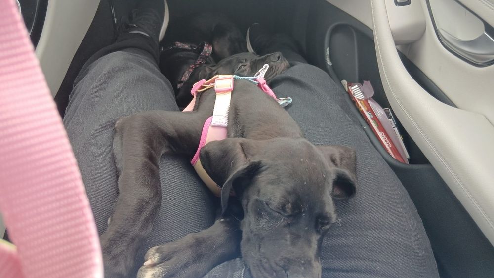 Femela Dog German Great dane cu pasaport eu