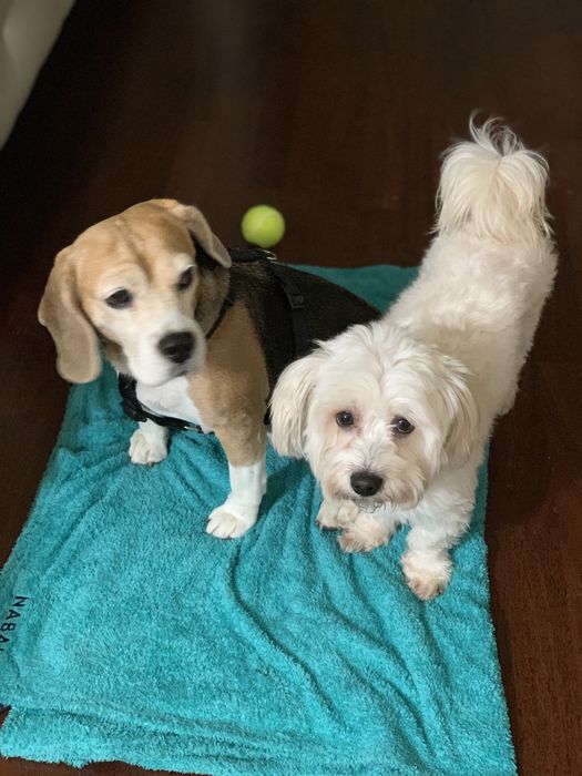 Cazare animale de companie