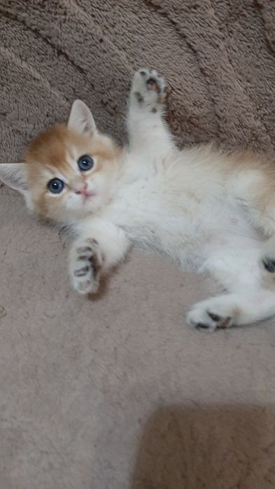 Золотая шиншилла, мальчик