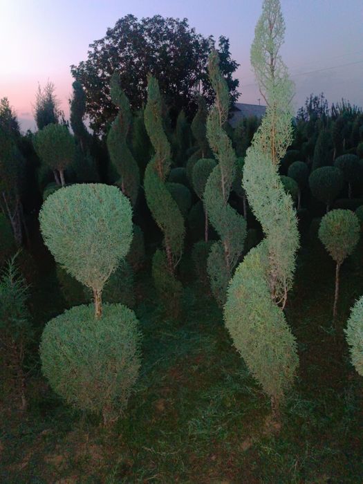 Galboy gepars spiral.