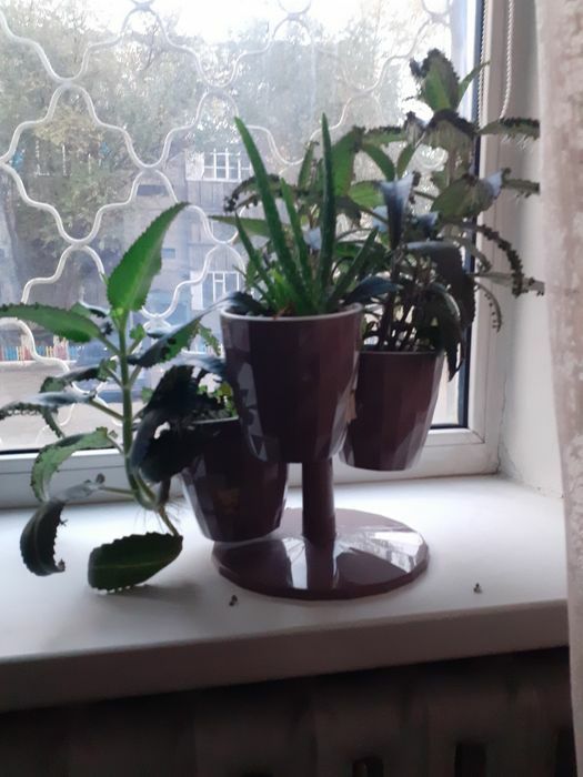 Денежное дерево, алоэ,каланхоэ.