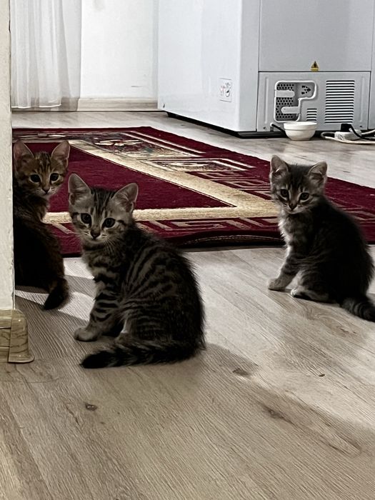 отдам котят бесплатно