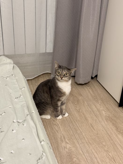 Кошечка в добрые руки