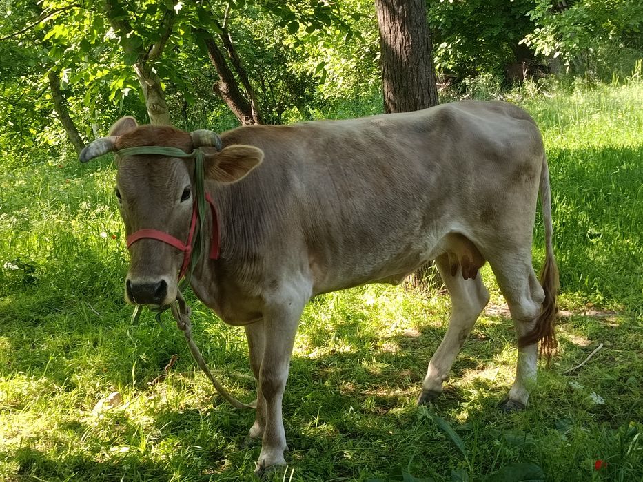 Shvet sigir sotiladi