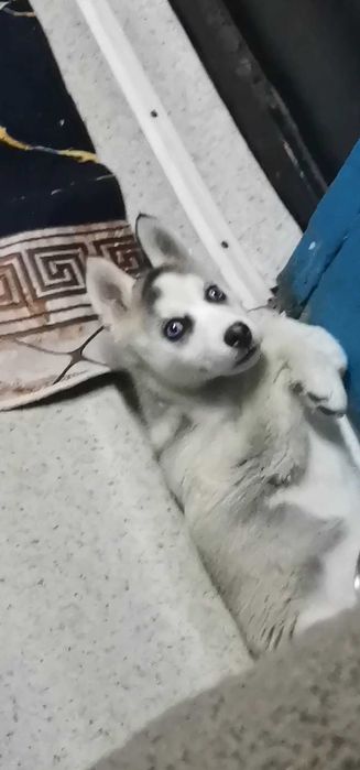 пропала собака хаски