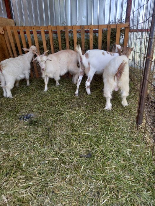 Se vând doi iezi la alegere!