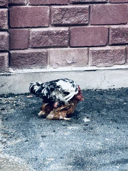 Продам курей и один петух