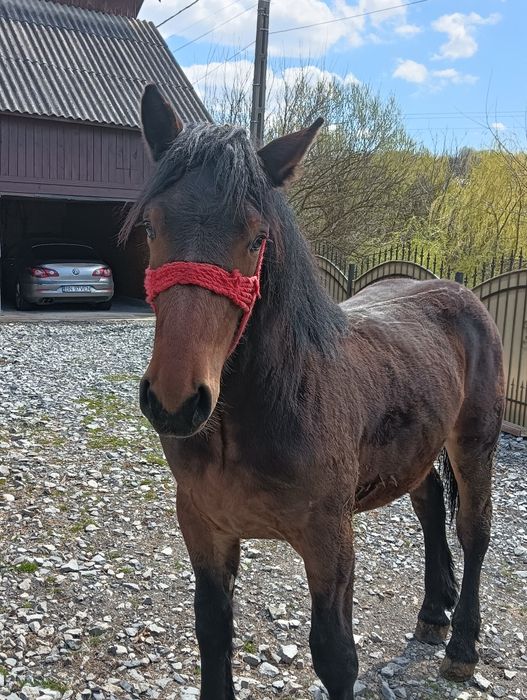 Vând mânz de 11 luni