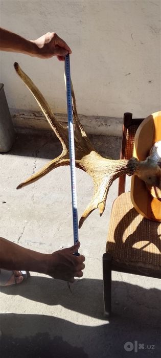 Продам рога лося в идеальном состоянии 220$