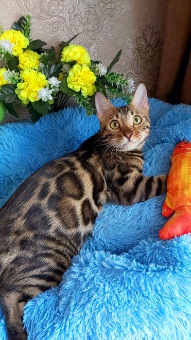 " Леопардовая Роскошь" . Бенгальские!